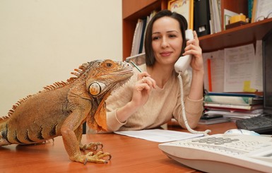 Животные в офисе: игуаны - к деньгам, хомячки - от стресса