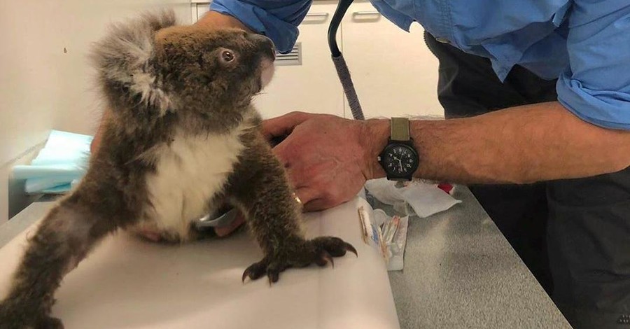 Исчезающий вид: после пожаров в Австралии подсчитали погибших коал