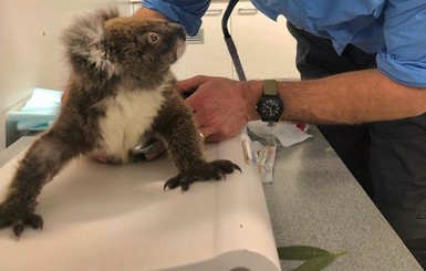 Исчезающий вид: после пожаров в Австралии подсчитали погибших коал