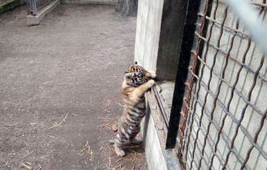 Зоопарк в Одессе пополнился краснокнижным тигренком