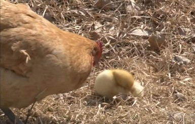 Курица отобрала у соседок утят и цыплят, а потом покусилась на яйца