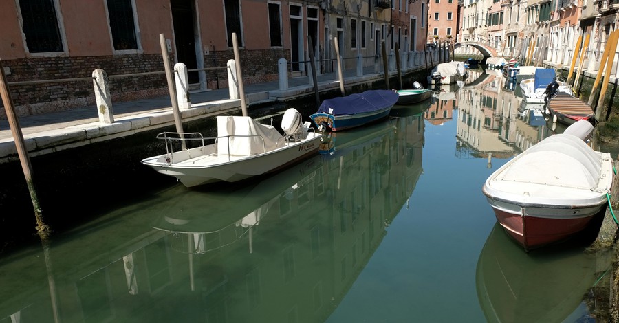Дельфины и лебеди захватили каналы Венеции из-за коронавируса
