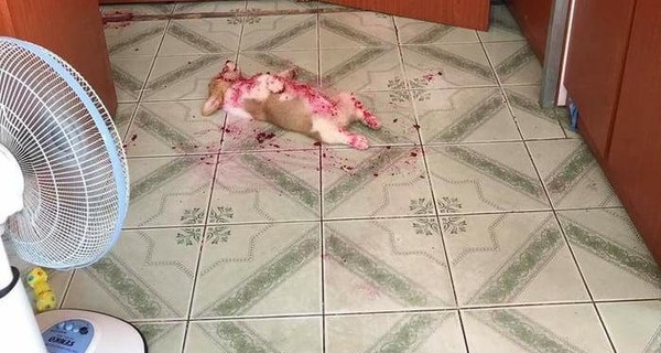 Интернет умилил щенок, который украл в магазине варенье, объелся и уснул