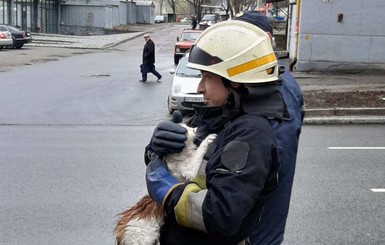 В Днепре пожарные на выходных спасали попавших в беду котов