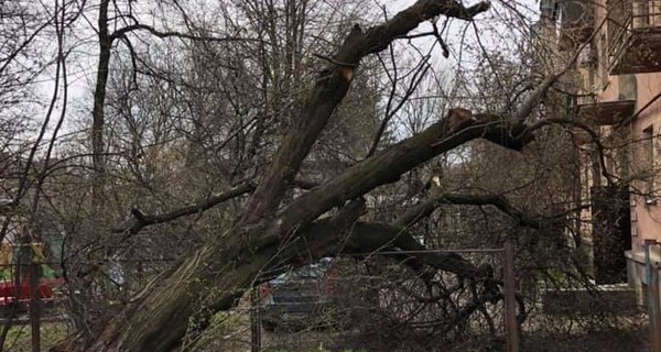 В Ужгороде упавшее дерево расплющило 3 машины