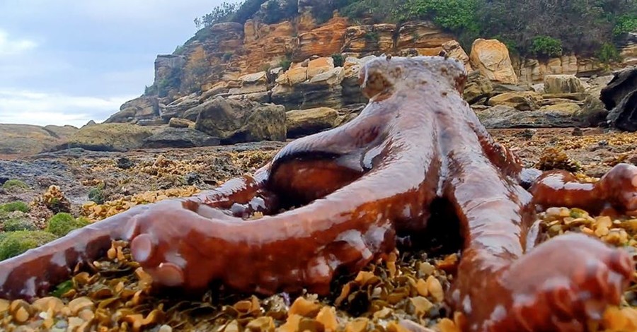 В Сиднее огромный осьминог разгуливал по пляжу