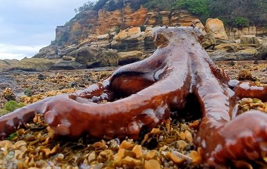 В Сиднее огромный осьминог разгуливал по пляжу
