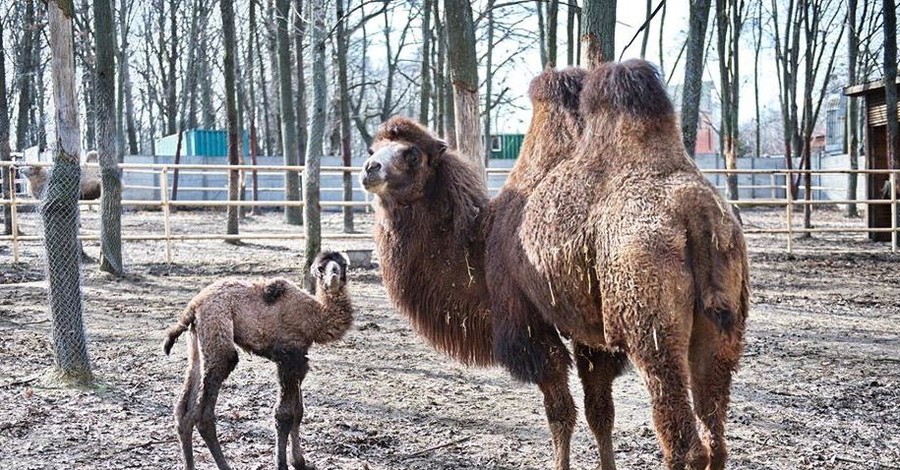 В харьковском экопарке родился милый кудрявый верблюжонок
