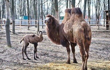 В харьковском экопарке родился милый кудрявый верблюжонок