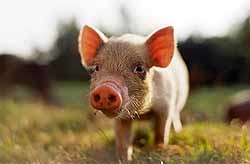 В Англии нашли свинью, которая боится грязь 