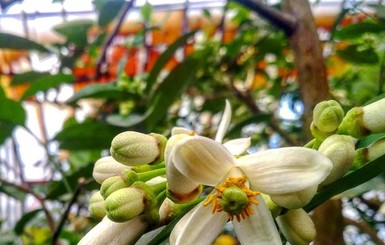 В Запорожье в ботаническом саду зацвели лимоны