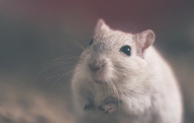 Ученых озадачили крысы, которые спасли умирающих от голода сородичей