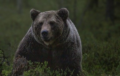 В Китае обсуждают лечение коронавируса медвежьей желчью