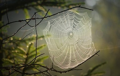 В Австралии заметили новые виды пауков