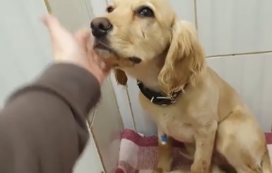  В Харькове дворник спас щенка, которого на балконе избивал хозяин