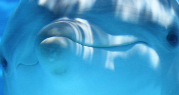 Дельфины спели дуэтом, чтобы понравиться самкам