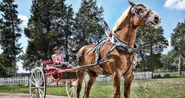 Самый высокий в мире конь удерживает рекорд 10 лет