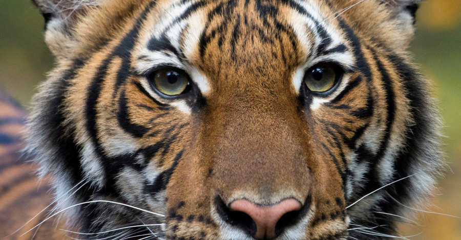 В зоопарке США коронавирусом заразилась тигрица