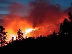 Пожарные отказались тушить лес под Киевом 