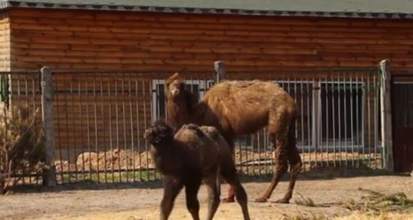В Харьковском зоопарке родился верблюжонок Семен Александрович