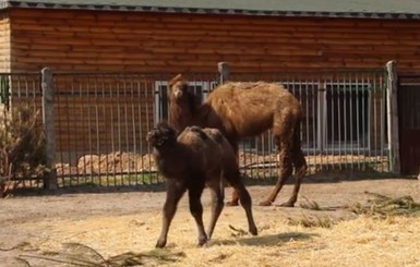 В Харьковском зоопарке родился верблюжонок Семен Александрович