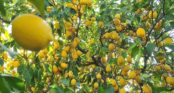 Турция запретила экспортировать лимоны без спецразрешения