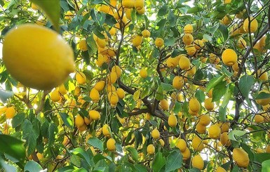 Турция запретила экспортировать лимоны без спецразрешения