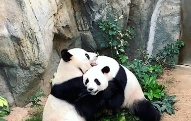 В гонконгском зоопарке впервые за 10 лет спарились панды, так как им никто не мешал 