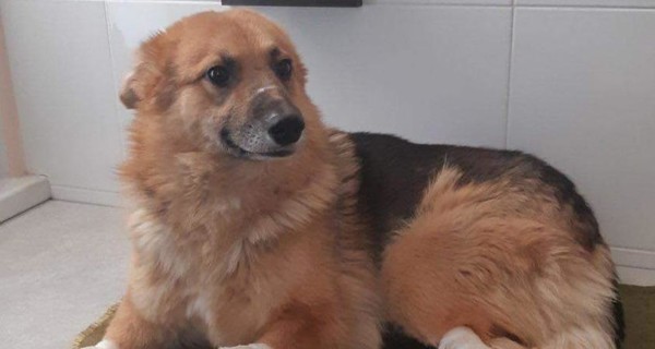 Собаке из Днепра, которой живодеры отрубили лапы, сделают протезы в Америке
