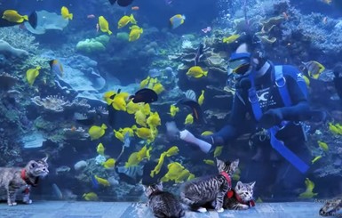 Котята пообщались с рыбами и медузами в закрытом на карантин океанариуме