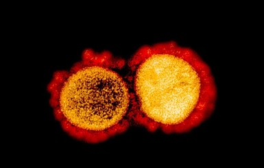 Ученые ответили на вопросы о коронавирусе, изоляции и масках