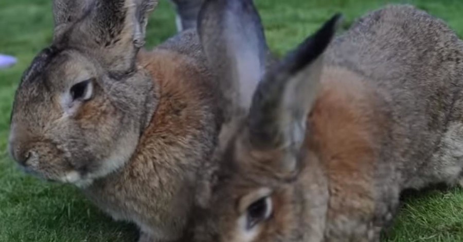 Самый большой в мире кролик обзавелся рекордными наследниками