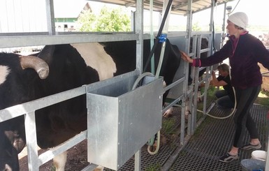Украинские фермеры: Молочку придется бесплатно раздавать – продавать негде, а корову на паузу не поставишь
