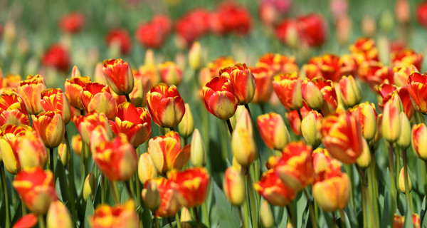 Коронавирус заставил Голландию уничтожить 140 миллионов тюльпанов