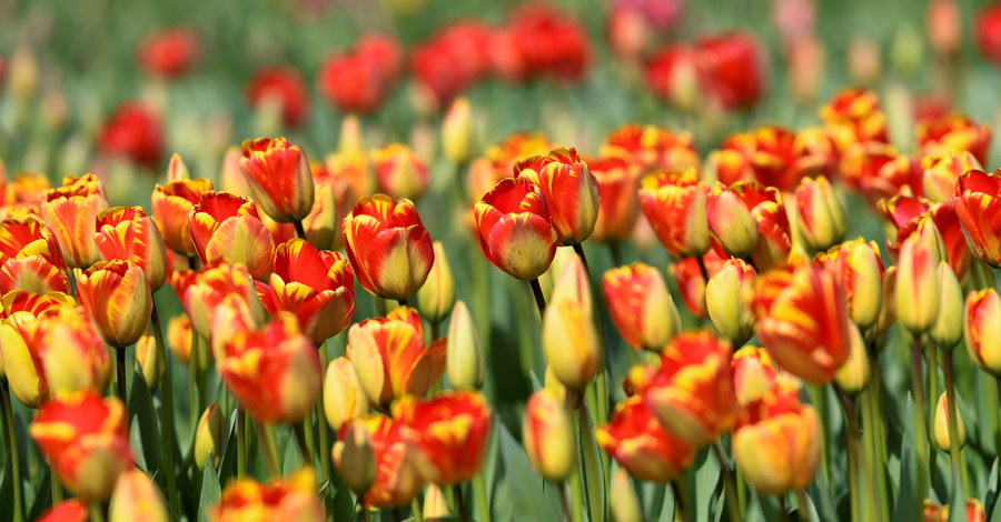Коронавирус заставил Голландию уничтожить 140 миллионов тюльпанов