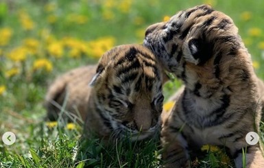 Под Запорожьем спасают амурских тигрят: от них отказалась мама