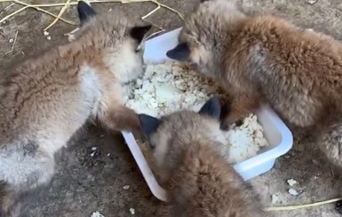 В Мелитопольском зоопарке показали, как спасенные от охотников голодные лисята набрасываются на еду
