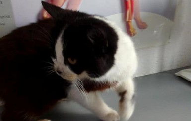В Днепре спасают кошку, которая 4 месяца ждала на улице умершую хозяйку