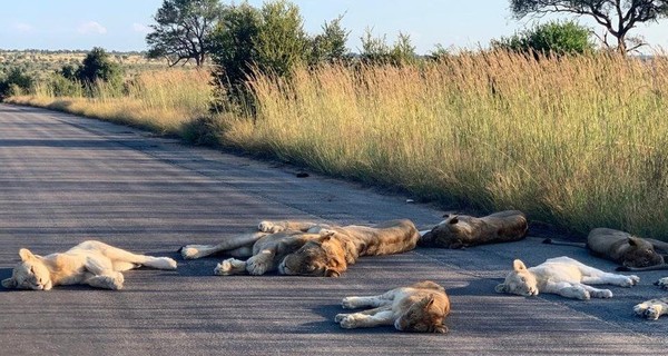 В Африке львы принялись загорать на проезжей части 