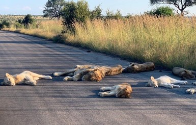 В Африке львы принялись загорать на проезжей части 