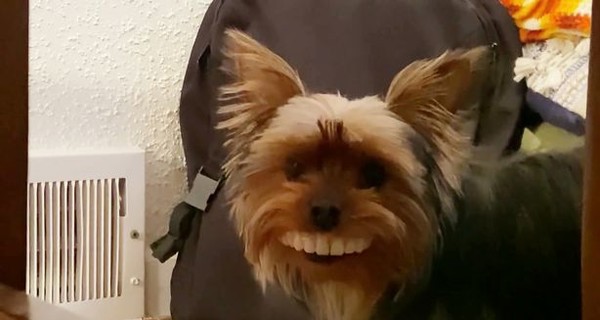 Собака украла вставную челюсть и стала звездой интернета