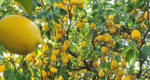 Паника отступает: лимоны и гречка упали в цене