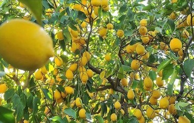 Паника отступает: лимоны и гречка упали в цене