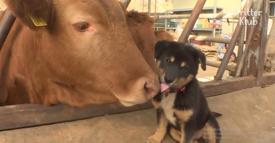 В Южной Корее собака заботится о коровах, как мать