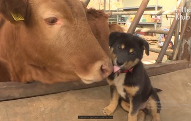 В Южной Корее собака заботится о коровах, как мать