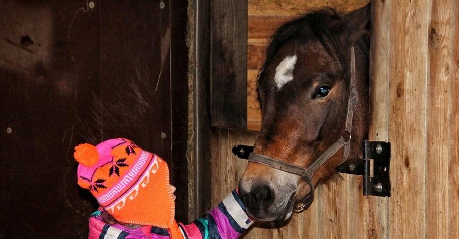 Под Житомиром уникальные лошади-терапевты могут не пережить карантин