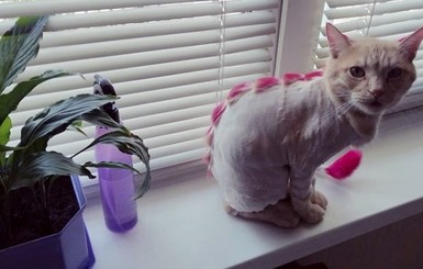 Звездой Запорожья стал кот с розовой шерстью и модной стрижкой