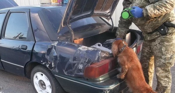 Наркокурьер на Луганщине взял на дело сучку, чтобы сбить с толку пограничного пса