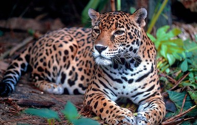 Из-за коронавируса ягуары вернулись в джунгли Гватемалы