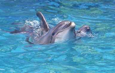 Под Николаевом спасали редкого дельфина